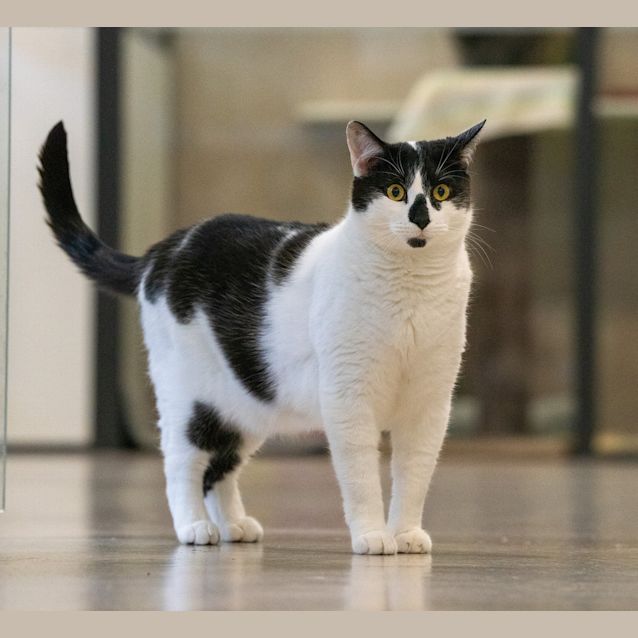 Photo of Chico
