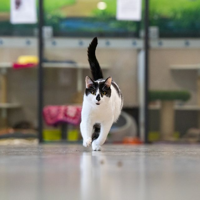 Photo of Chico