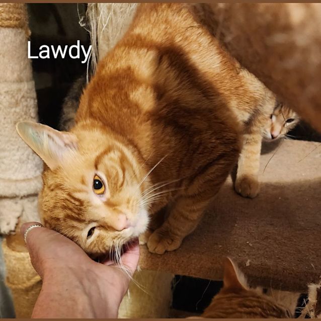 Photo of Lawdy