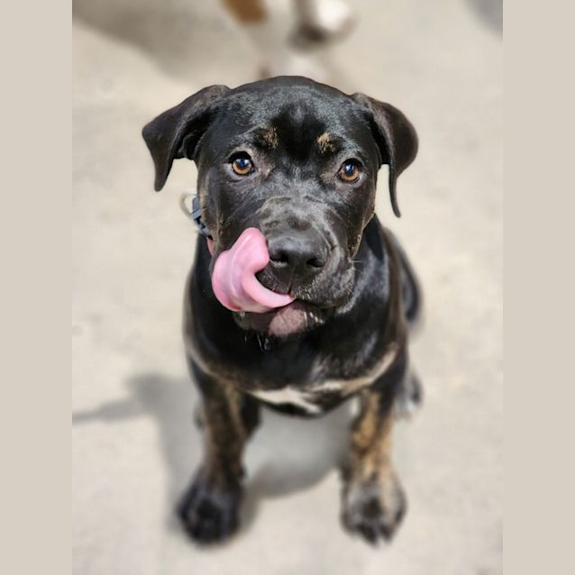 Photo of Shania Twain