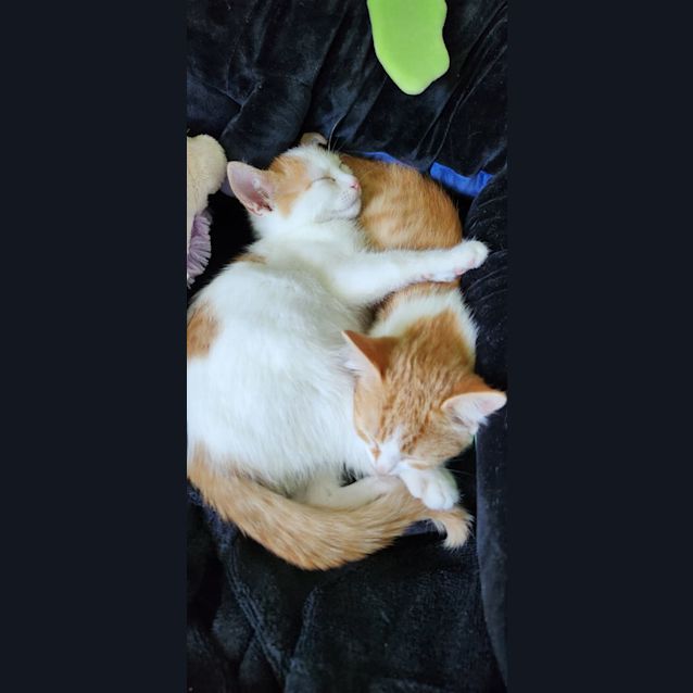 Photo of Loaf