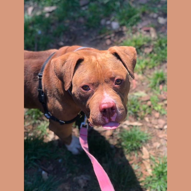 Photo of Rocco