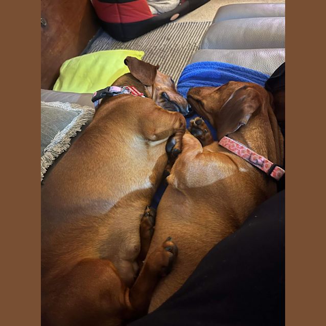 Photo of Penny And Missy