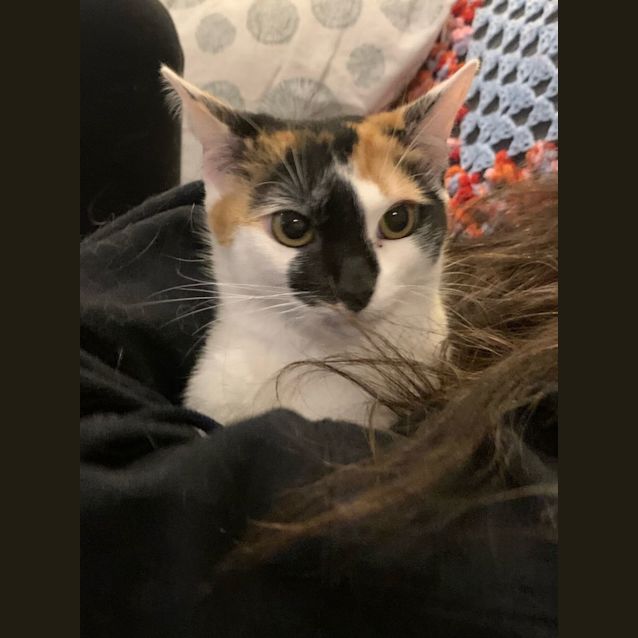 Photo of Pumpkin