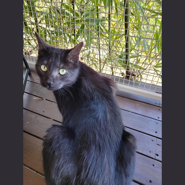 Photo of Leo
