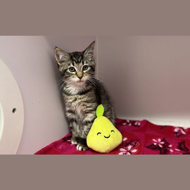 Photo of Mrs Meow