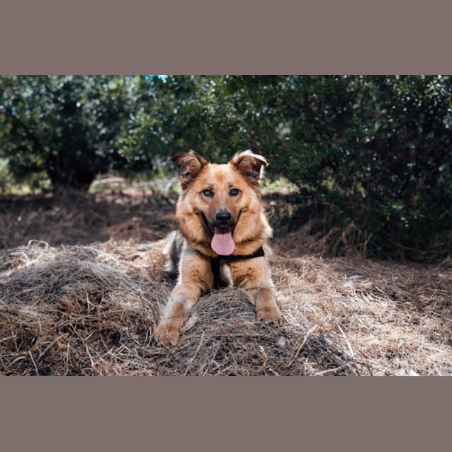 Photo of Bear Van Winkle