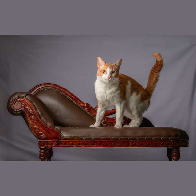 Photo of Brandy **2nd Chance Cat Rescue**