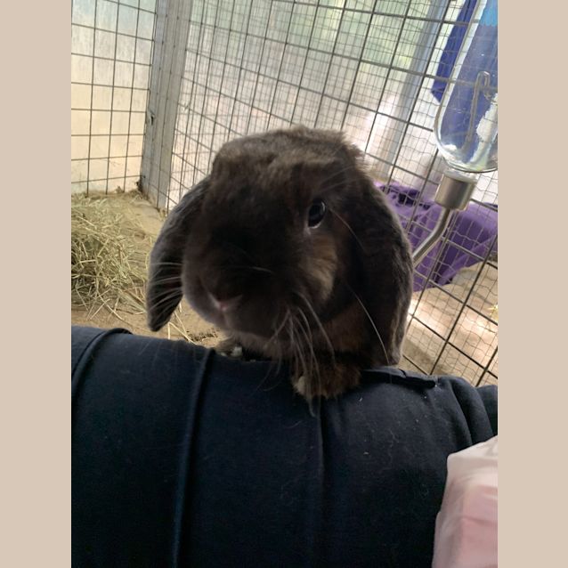 Photo of Buster Bunny Baxter