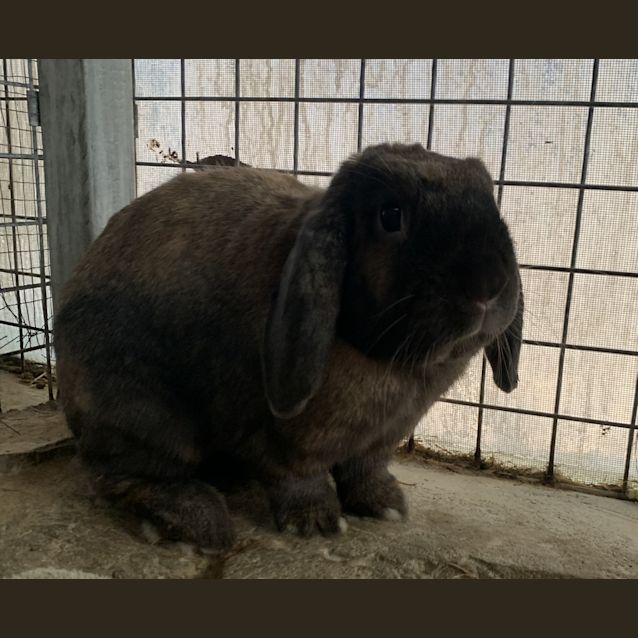 Photo of Buster Bunny Baxter