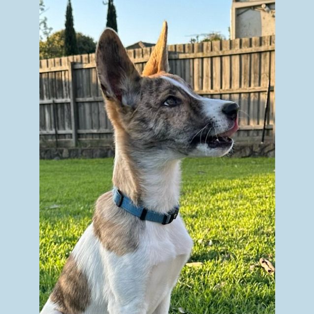 Photo of Nugget