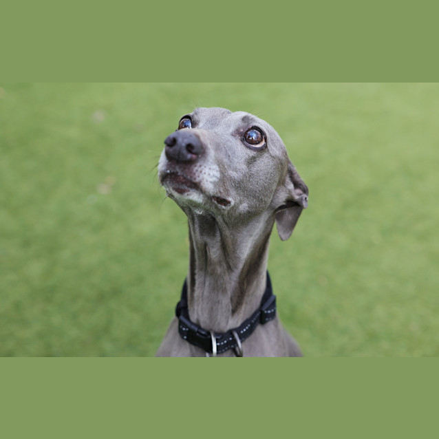 Photo of Boog