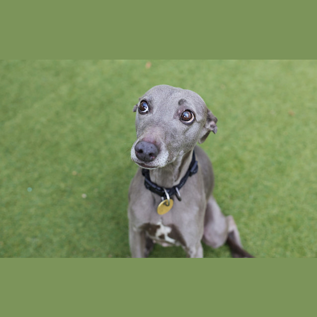 Photo of Boog