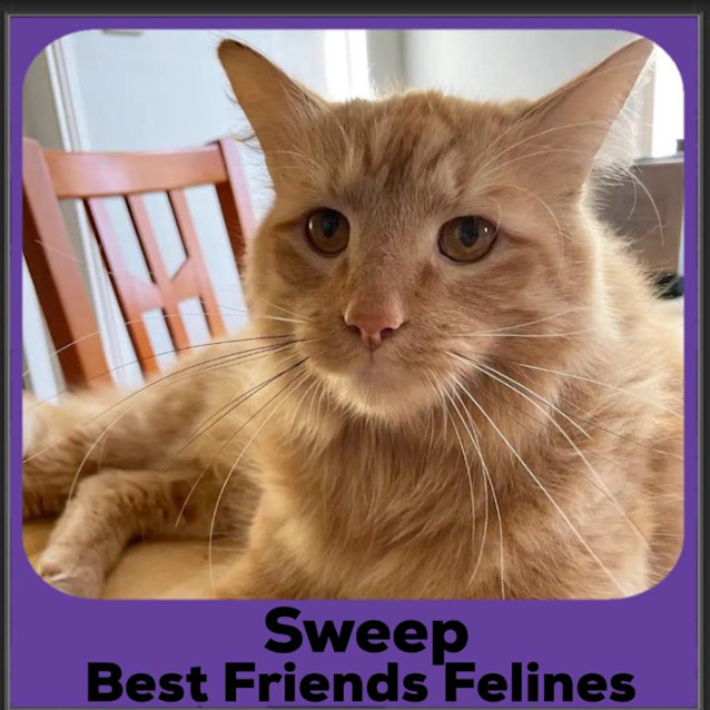 Photo of Sweep