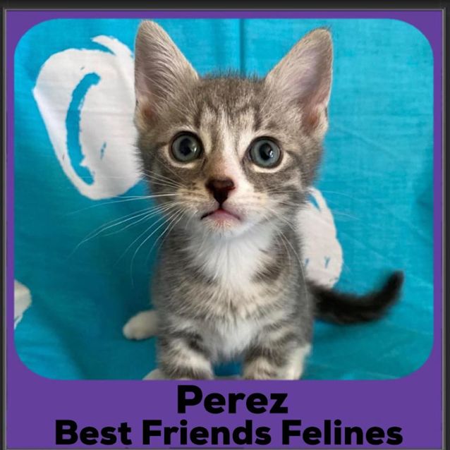 Photo of Perez