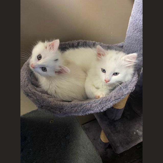 Photo of Shimmer & Shine 