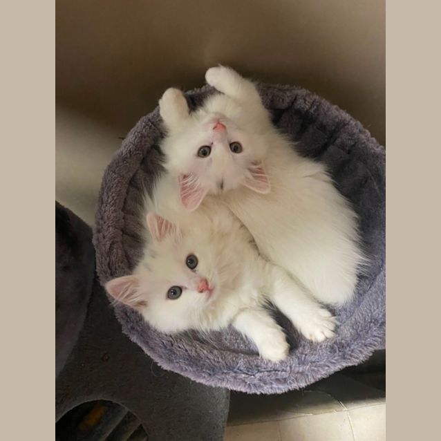 Photo of Shimmer & Shine 