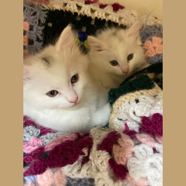 Photo of Shimmer & Shine 