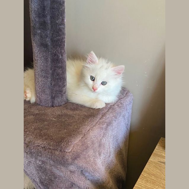 Photo of Shimmer & Shine 