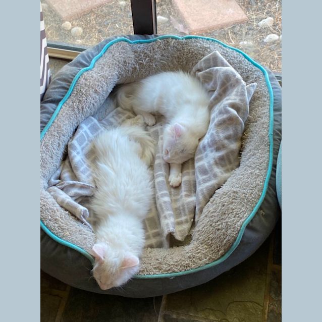 Photo of Shimmer & Shine 