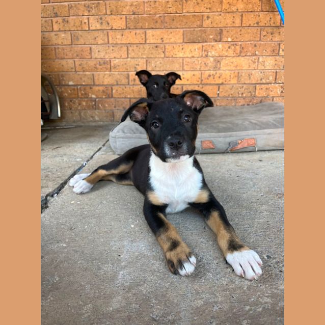 Photo of Bindi 