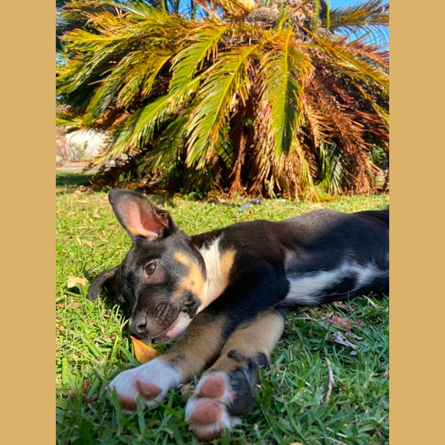 Photo of Bindi 
