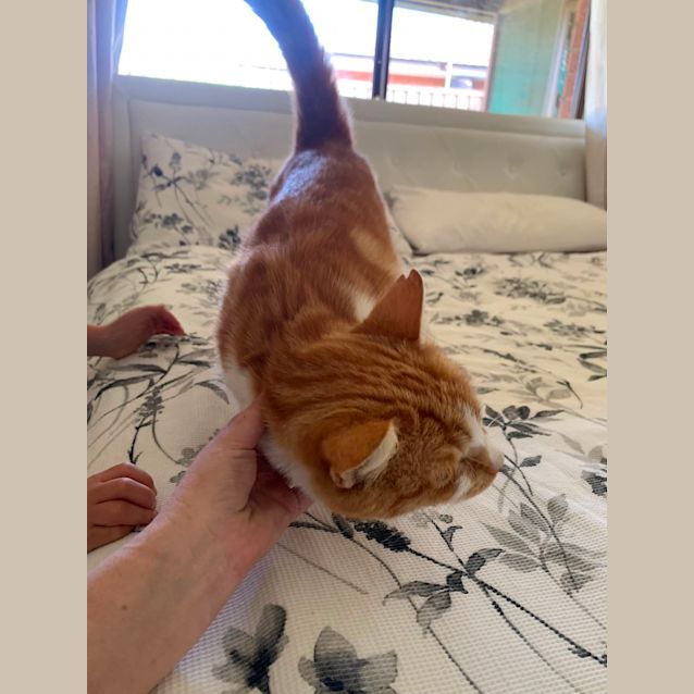 Photo of Tiger 