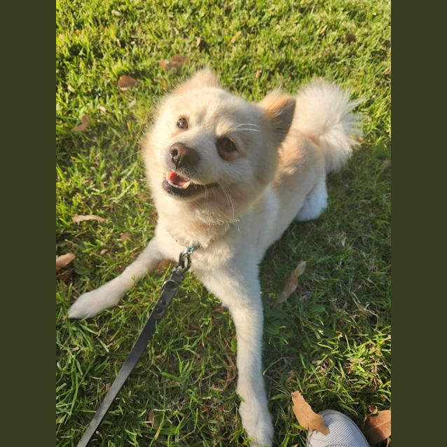 Photo of Ginkgo 🤗💛