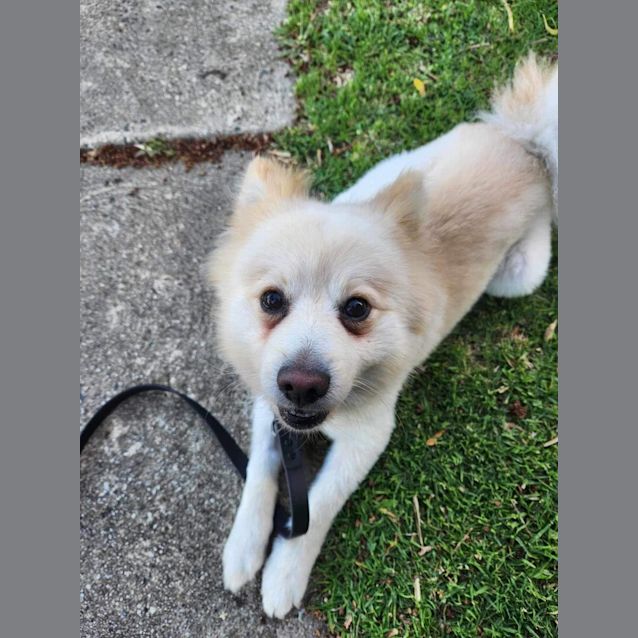 Photo of Ginkgo 🤗💛