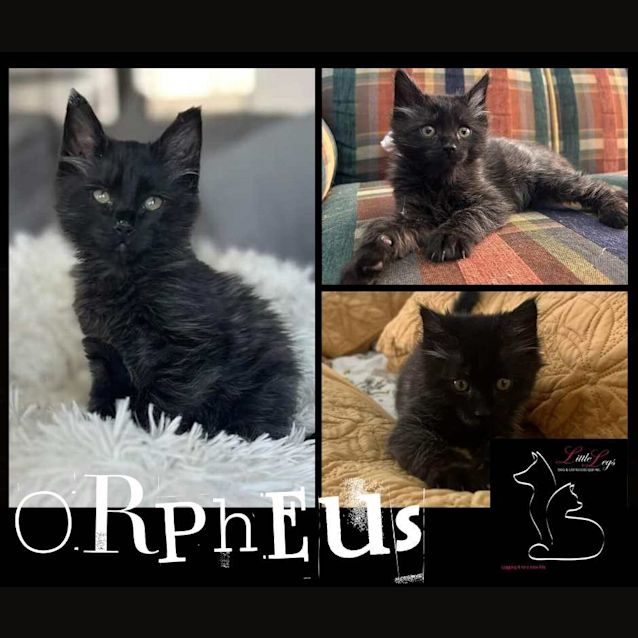 Photo of Orpheus