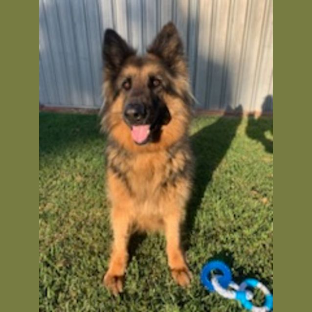Photo of Ava *Adoption Pending*