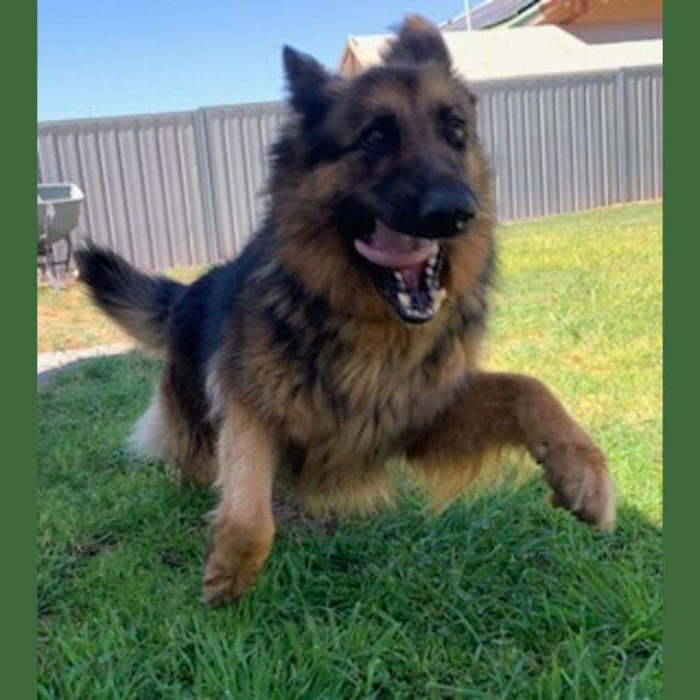 Photo of Ava *Adoption Pending*
