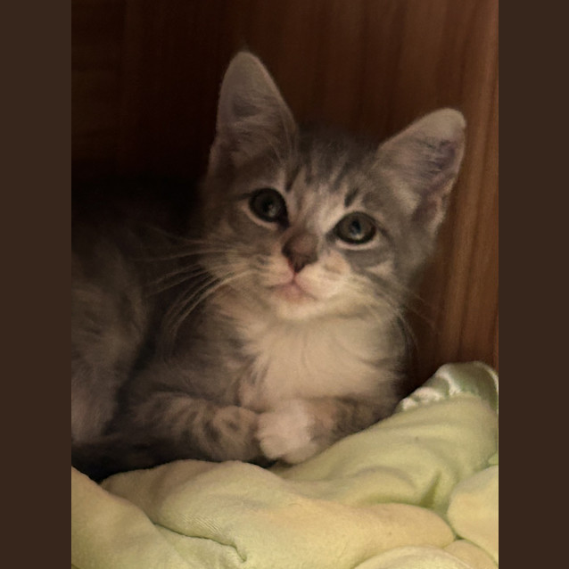 Photo of Blueberry