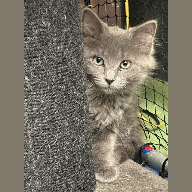 Photo of Smokey