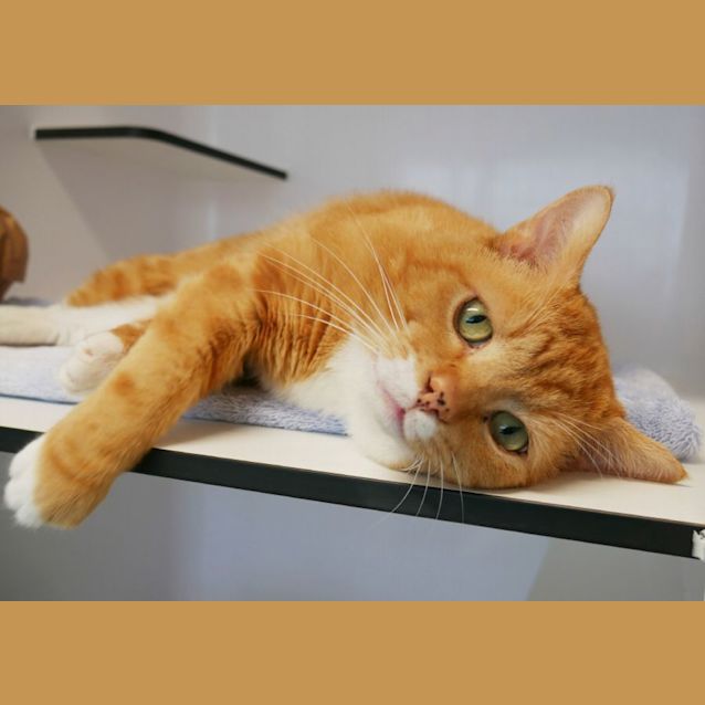 Photo of Barnacle Sta011705