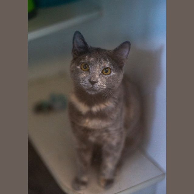 Photo of Willow 