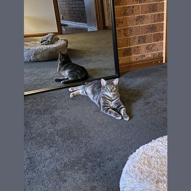 Photo of Mochi