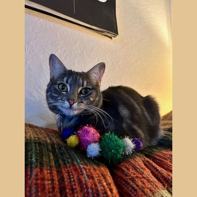Photo of Mochi