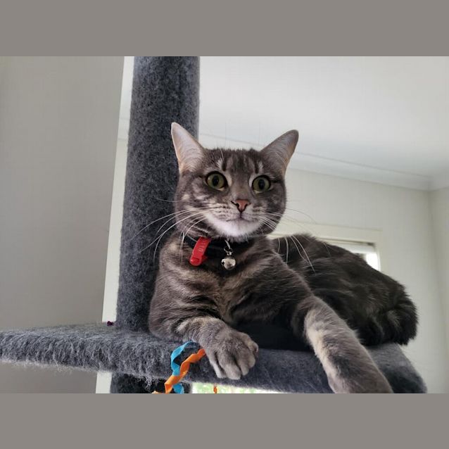 Photo of Mochi