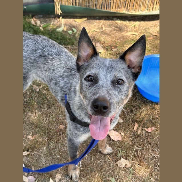 Photo of Blue