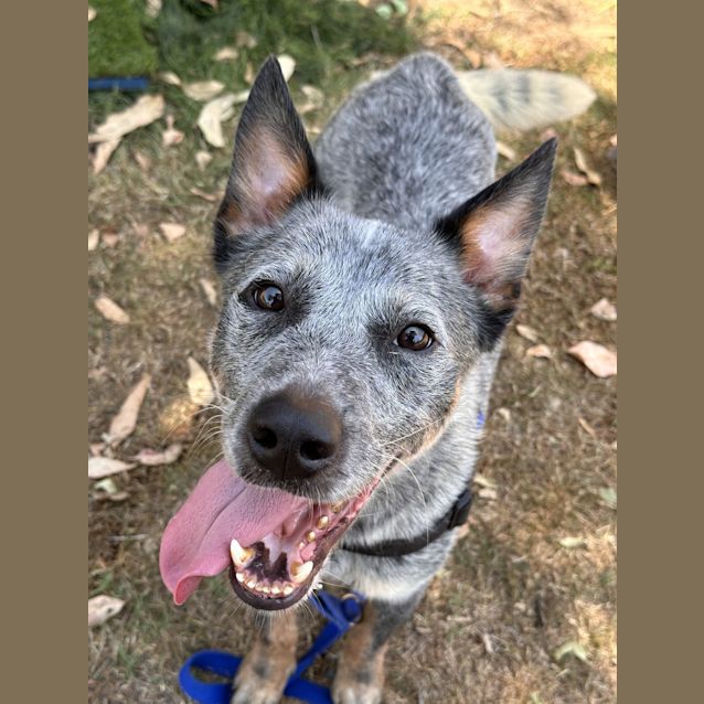 Photo of Blue