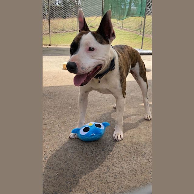 Photo of Little Bruce