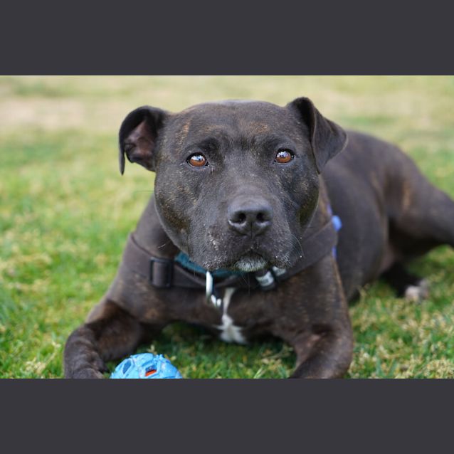 Photo of Maple