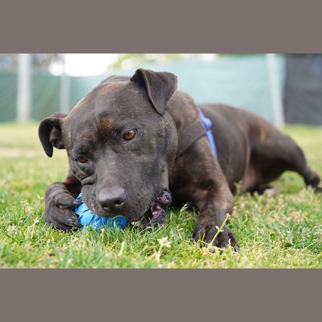 Photo of Maple