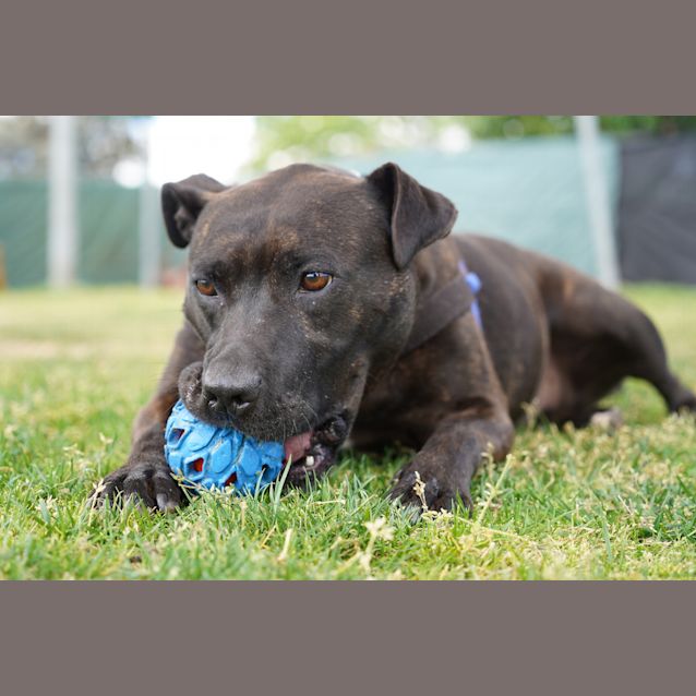 Photo of Maple
