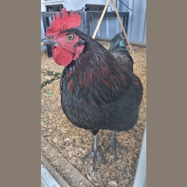Photo of Frank