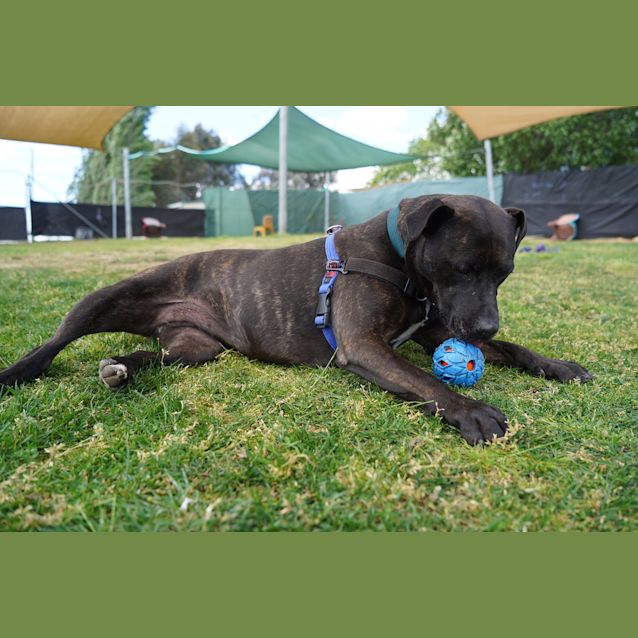 Photo of Maple