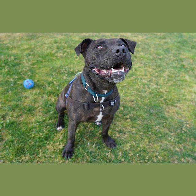 Photo of Maple