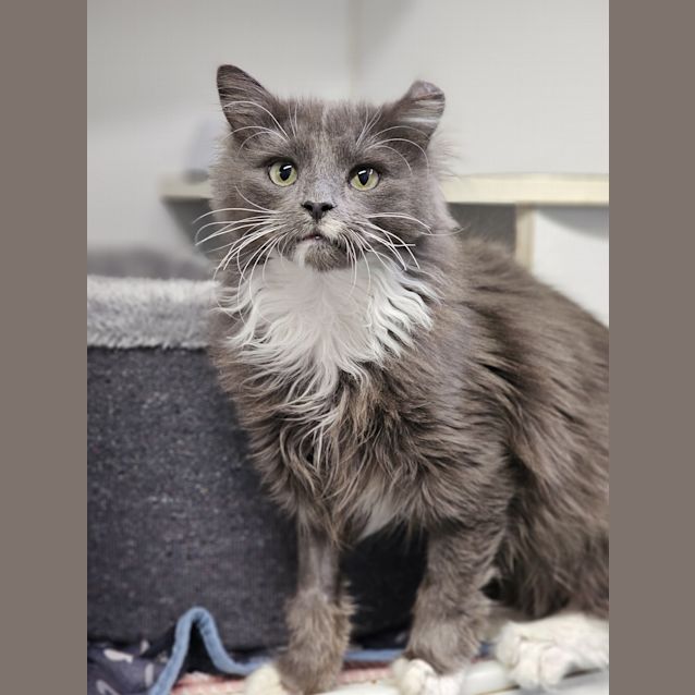 Photo of Cookie