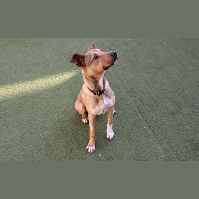 Photo of Bailey